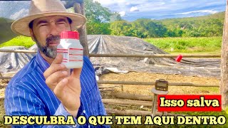 OITO BACTÉRIAS NESSE FRASCO QUE FERMENTAM SILAGEM EM APENAS 3 DIAS [upl. by Scurlock276]