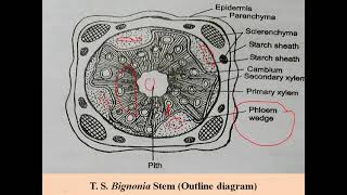 Bignonia stem T S Practical BSc II Year [upl. by Bergeron]