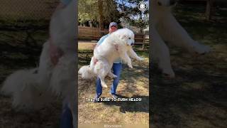 Great Pyrenees 💖 Legendary Gentle Giants [upl. by Azpurua809]