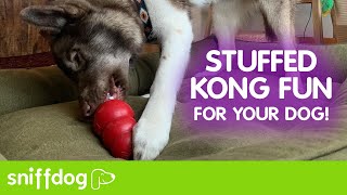 How to Use a Kong For Your Dog [upl. by Siberson341]