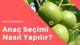 Ceviz Fidanında Anaç Seçimi ve Tür Özellikleri [upl. by Raviv]