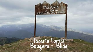 TAZARINE Forest  Bougara  BlidaProvince  Algeria [upl. by Steck333]