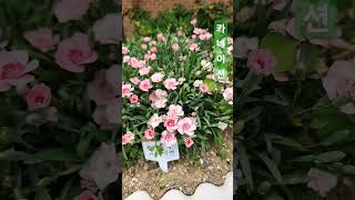 카네이션 카네이션 carnation Dianthus caryophyllus [upl. by Aiza652]