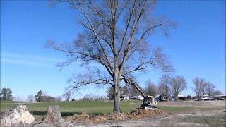 Little Excavator VS Big Tree [upl. by Ebony]