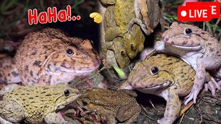 🤏🐸Boing Boing web catching frogs🤏🐸flying  Jumping Part 9 [upl. by Intirb472]