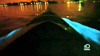 Bioluminescent Waves Explained [upl. by Celik]