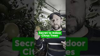 The secret to growing citrus trees indoors shorts citrus fruittrees containergardening garden ￼ [upl. by Giorgio]