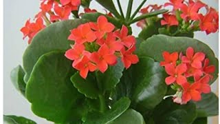 kalanchoe plant care  fertilizer and propagation [upl. by Marentic721]