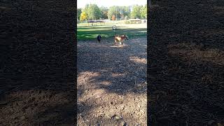 Dog park party pt 2 dog pitbull doggydaycare dogowner puppy puppycare puppyspot happypuppy [upl. by Hans]