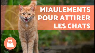 BRUITS pour ATTIRER VOTRE CHAT📣🐈 MIAULEMENT de CHAT pour ATTIRER votre CHAT [upl. by Eiroc]