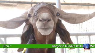 Bergerie Khadim Rassoul  Operation Tabaski des moutons de races ventes d aliment [upl. by Wiskind129]