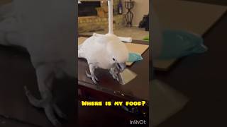 Angry cockatoo demands his food trendingbirdscockatocockatoopetsshortsfunnycomedy [upl. by Harrington819]