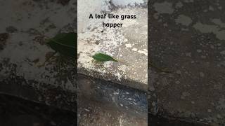 A leafhopper on the stairs 🦗 [upl. by Remmer]