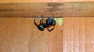 Steatoda nobilis with Nuctenea umbratica prey [upl. by Coltin772]