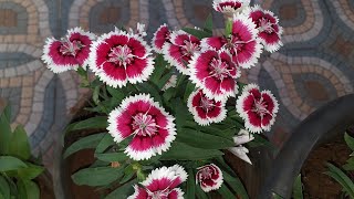 ഡയാന്തസ് പരിചരണം Dianthus plant care in malayalam [upl. by Schwarz136]