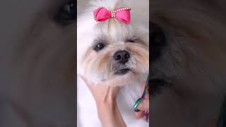 LHASA APSO 🐶❤️ Transformation in 10 seconds [upl. by Wickham150]