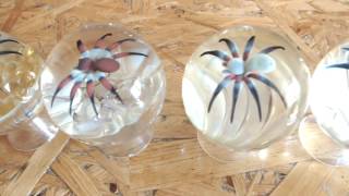 Spider Implosion Marbles Contemporary Glass Art [upl. by Pris]