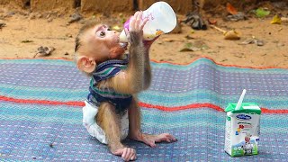 Look So Cutest Pruno Know How To Manage A Bottle Drink Milk Himself Pruno Is Skillful Use A Bottle [upl. by Elhsa]