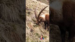 Gigantic antlers of the ibex animals cute [upl. by Ynnor]