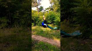 Beautiful peacock catching 😨shortsfeed youtube birds viralshort viralvideo new wildlifegames [upl. by Kirkpatrick425]