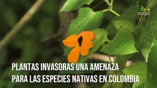 PLANTAS INVASORAS una AMENAZA para las ESPECIES NATIVAS en COLOMBIA por Juan Gonzalo Angel Restrepo [upl. by Bland153]