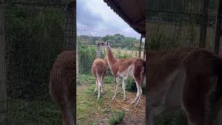 Guanaco 😍 [upl. by Weissberg]