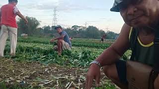 PITCHAY PAGTATANIM KUMIKITANG KABUHAYAN gardeningfarming kumikitangkabuhayan [upl. by Weisberg]