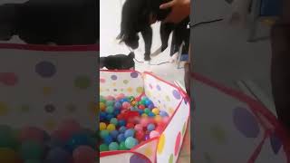 shortvideo funny petschannel yourpet cat funnypetschannel petchannel pets yourcat [upl. by Novy558]