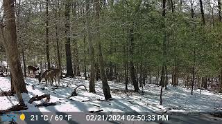 Doe Bedding on Ridge Above Bruces Stand Daylight [upl. by Aldridge]