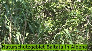 Naturschutzgebiet Baltata in Albena [upl. by Norel]