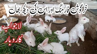 HKM FANCY POUKTRY MOST profitable Business rabbit farming [upl. by Llirret]