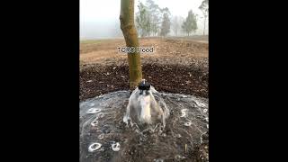 The best sprinkler for establishing trees  TORO Flood Bubblers garden sprinklersystem watering [upl. by Anirtal]