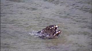 Barnegat LIght Osprey Cam Mom Osprey Goes For A Dip Aug 08 2020 [upl. by Rhtaeh]