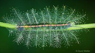 Ouch What Are These Long Poisonous Spines [upl. by Bond]