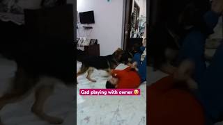 German shepherd dog cute video germanshepherd [upl. by Ehrlich]