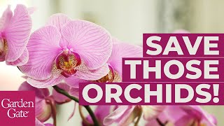 🌸How to Repot an Orchid🌸 [upl. by Dyol]