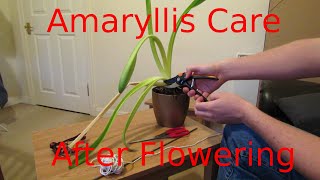 Amaryllis Care After Flowering [upl. by Adnolaj]