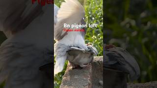 Pigeon mating short videokabootar pigeonlover [upl. by Priscilla509]