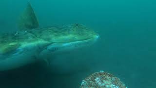 BIGGEST ALASKA HALIBUT EVER CAUGHT ON UNDERWATER CAMERA [upl. by Idolah]