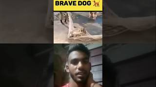 Brave Dog Helps dogs funny viral funnyanimals trending [upl. by Stambaugh]