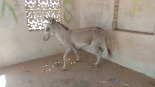 Dekho ye gadha kese bhag rahašššdonkey animals lover [upl. by Odrareve211]