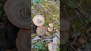 What kind of mushroom is this lapland polar nature foraging poisonous mushroompicking art [upl. by Zak]