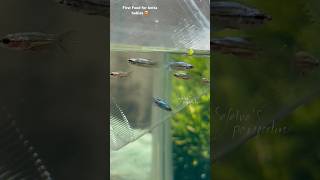 Best first food for betta babies🙀 😍 shorts bettafish breeding [upl. by Aitnic]