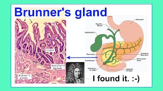 Brunners gland [upl. by Banyaz137]