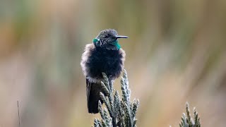 UN COLIBRÍ A MAS DE 4500 MSNM Nikon D5300 70300mm [upl. by Domonic771]