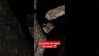 Encontrei o ninho de uma Corujinhadomato Megascops choliba natureza birds owl planetaanimal [upl. by Jarad]