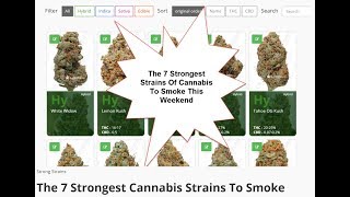 The 7 Strongest Cannabis Strains On Earth [upl. by Waugh]