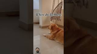 quotWhen Im Bored vs When My Golden Retriever is Bored Hilarious Moments During Their Playing Timequot [upl. by Akyeluz]