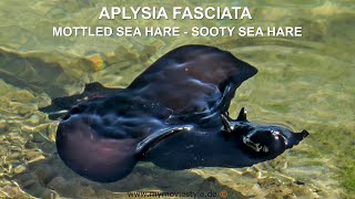 APLYSIA FASCIATA – MOTTLED SEA HARE – SOOTY SEA HARE [upl. by Yttap]