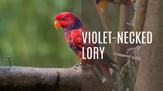 Discover the Unique Beauty of the Violet Necked Lory [upl. by Pederson]